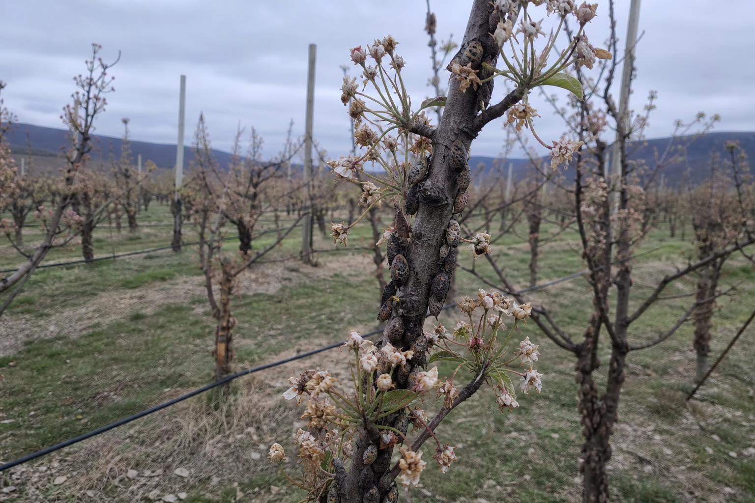 Pennsylvania Crop Protection: Weathering Late Freeze Blows and Spotted Lanternfly Pressures - AgroPost