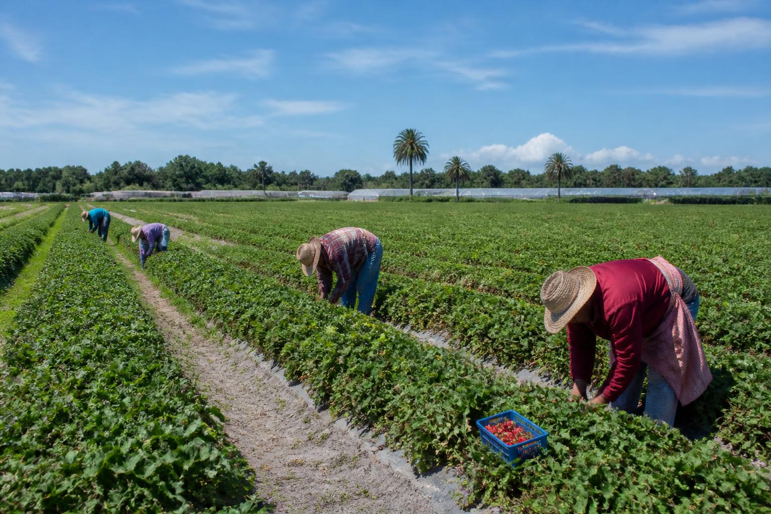 Florida Crop Protection Update: New Registration Marks Shift in Biologicals - AgroPost