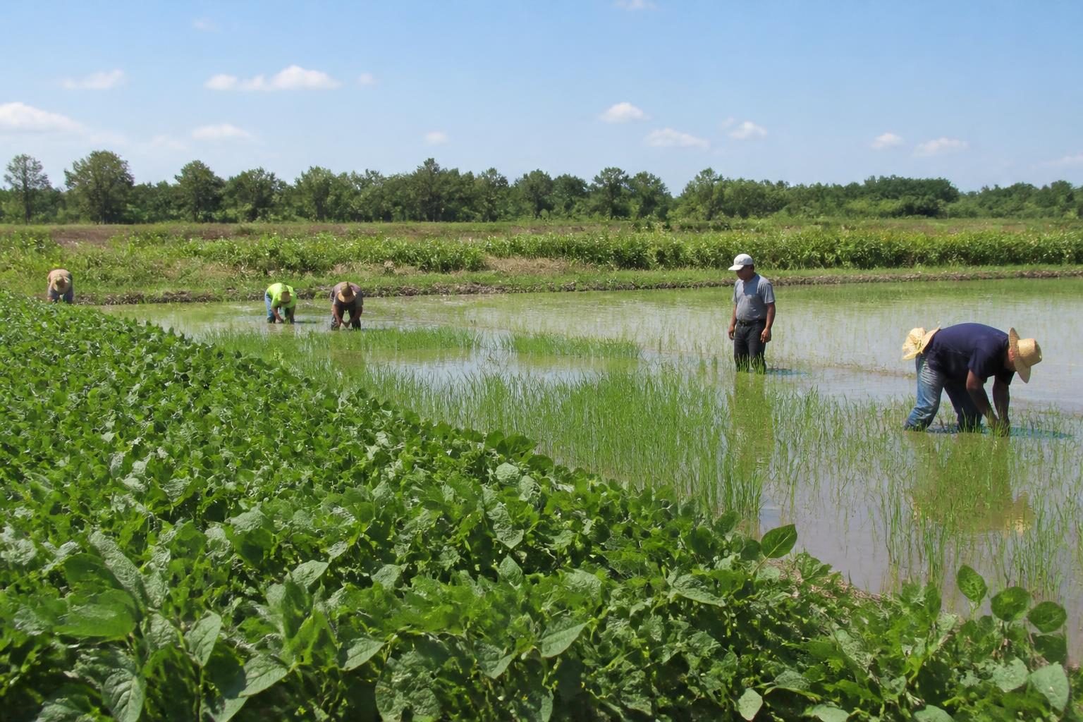 Plant Protection Trends and Operational Shifts in Mississippi Agriculture