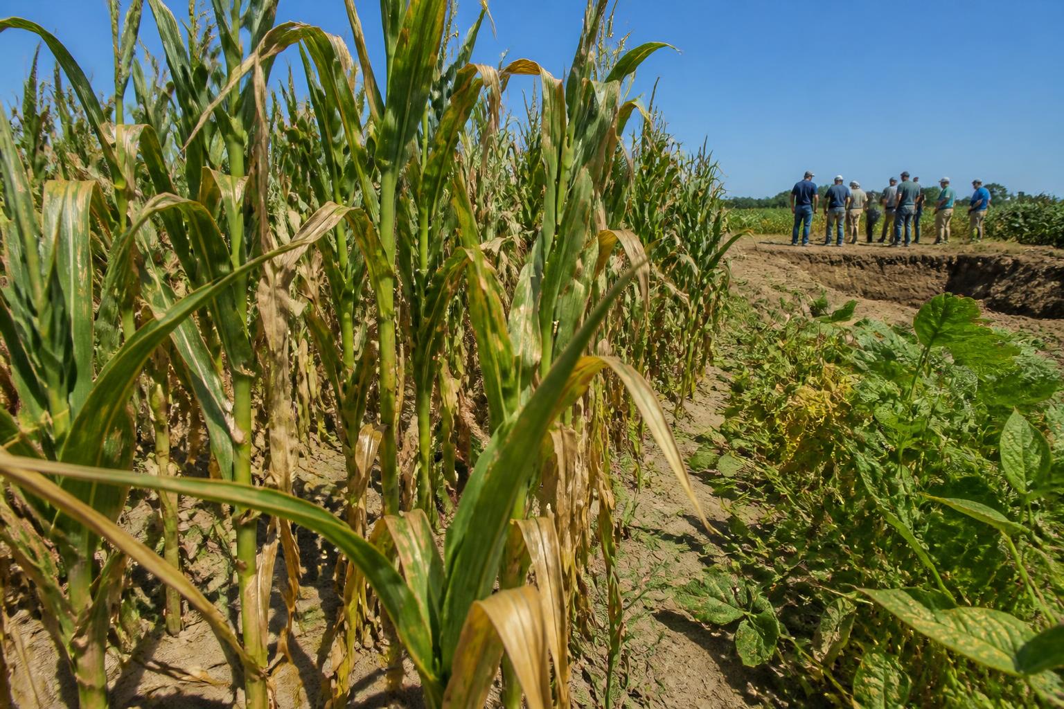 Wisconsin Crop Conditions: Managing Mid-Summer Heat and Moisture Stress