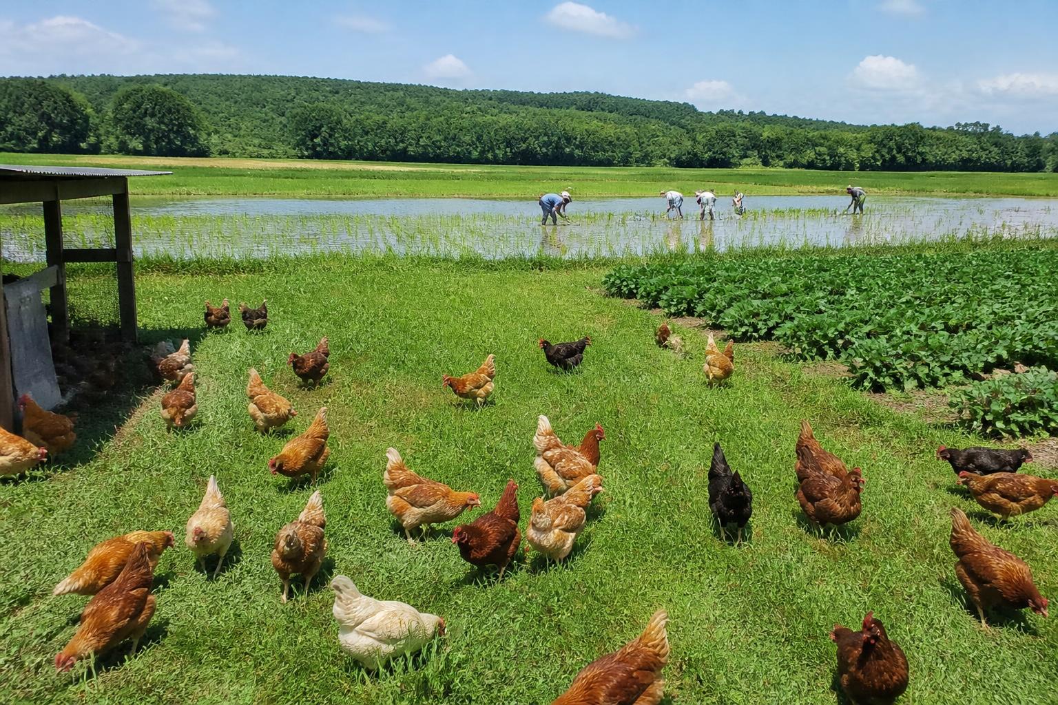 Arkansas Producers Focus on Sustainability and Input Efficiency Amid Season Challenges