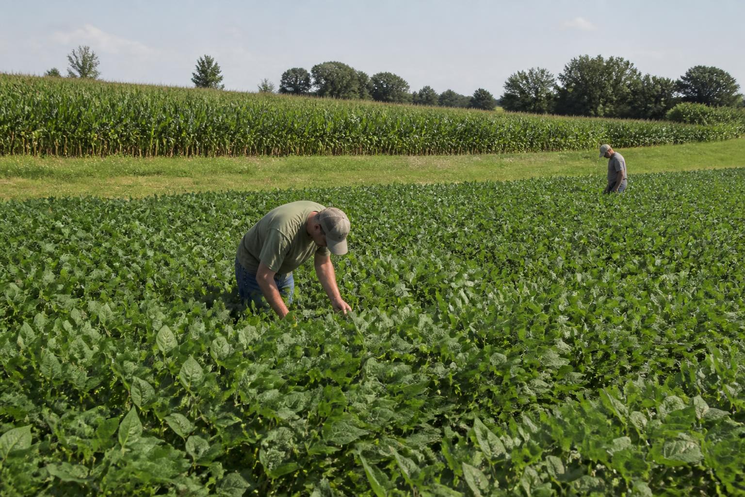 Monitoreo de Patógenos de Cultivos: Una Prioridad Creciente para los Productores de Virginia