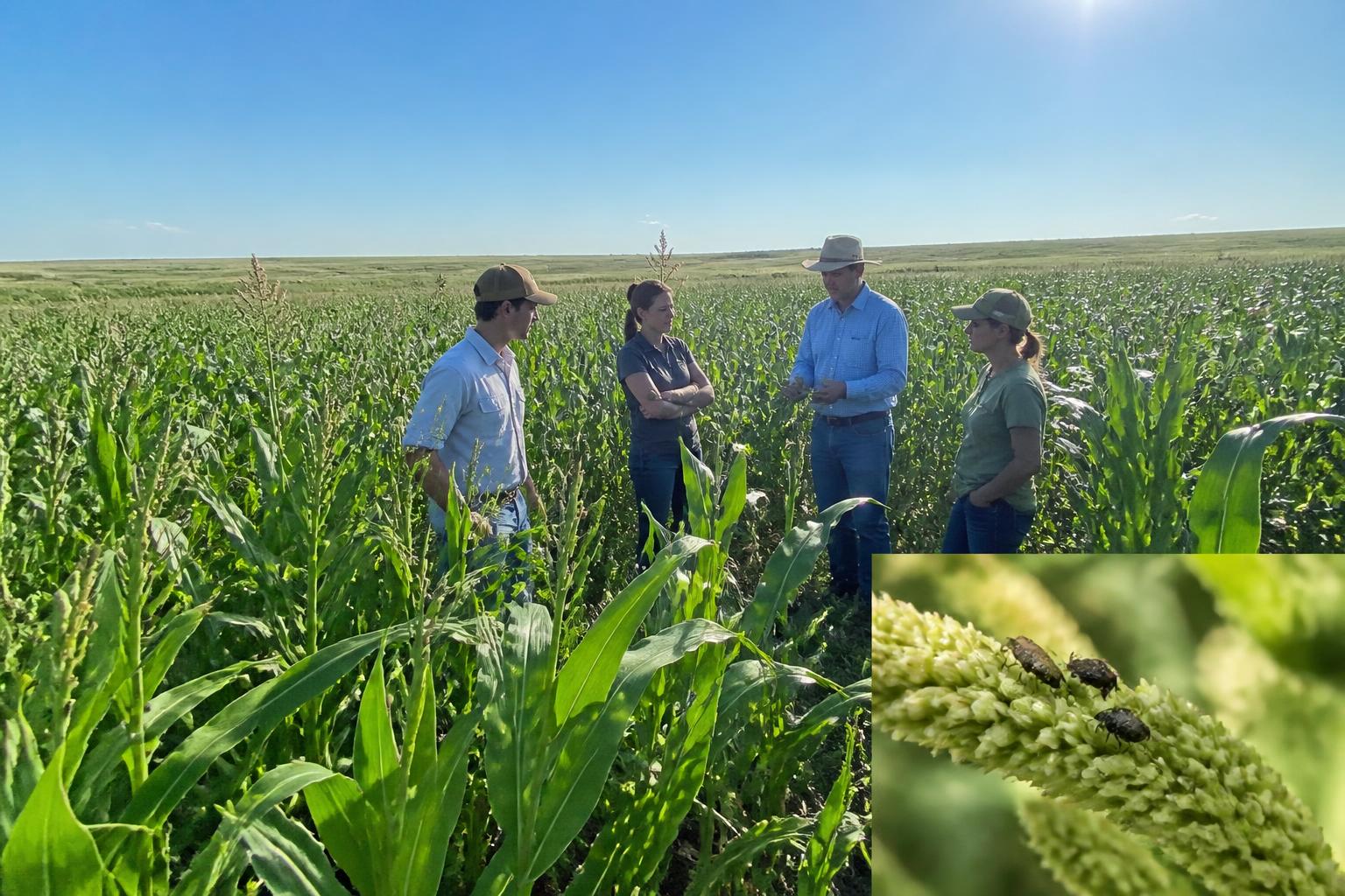 Managing Summer Corn Challenges in Western North Dakota