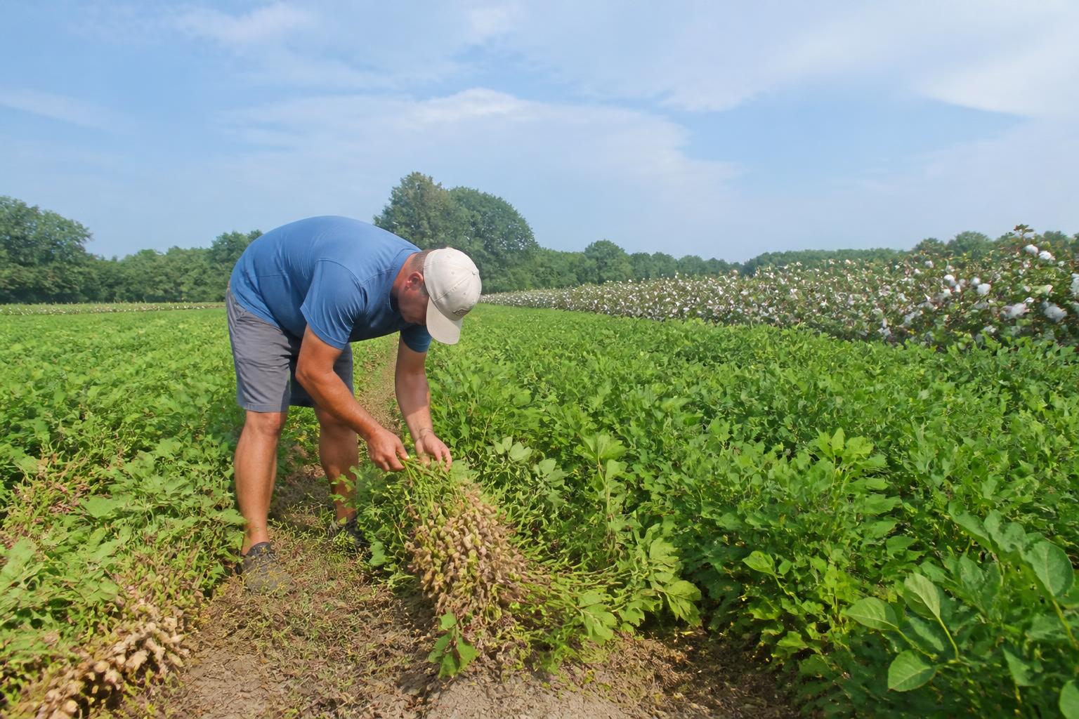 Summer Crop Protection and Market Realities in South Carolina