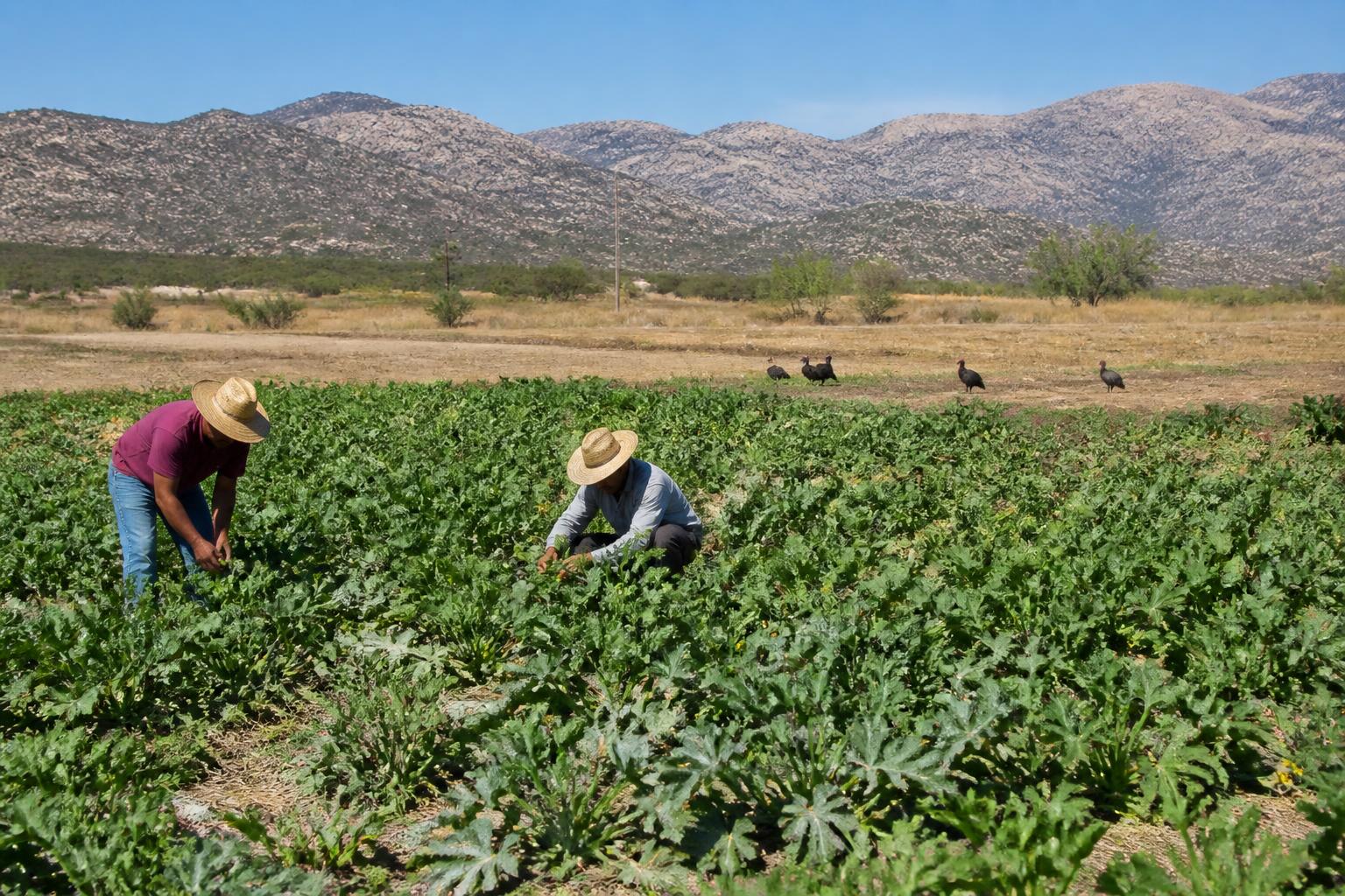 Managing Regional Pests and Transport Risks in West Virginia