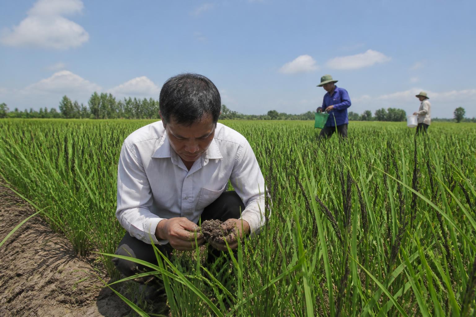 Louisiana Fertilizer Market: Monitoring Price Shifts Amid Tightening Supplies