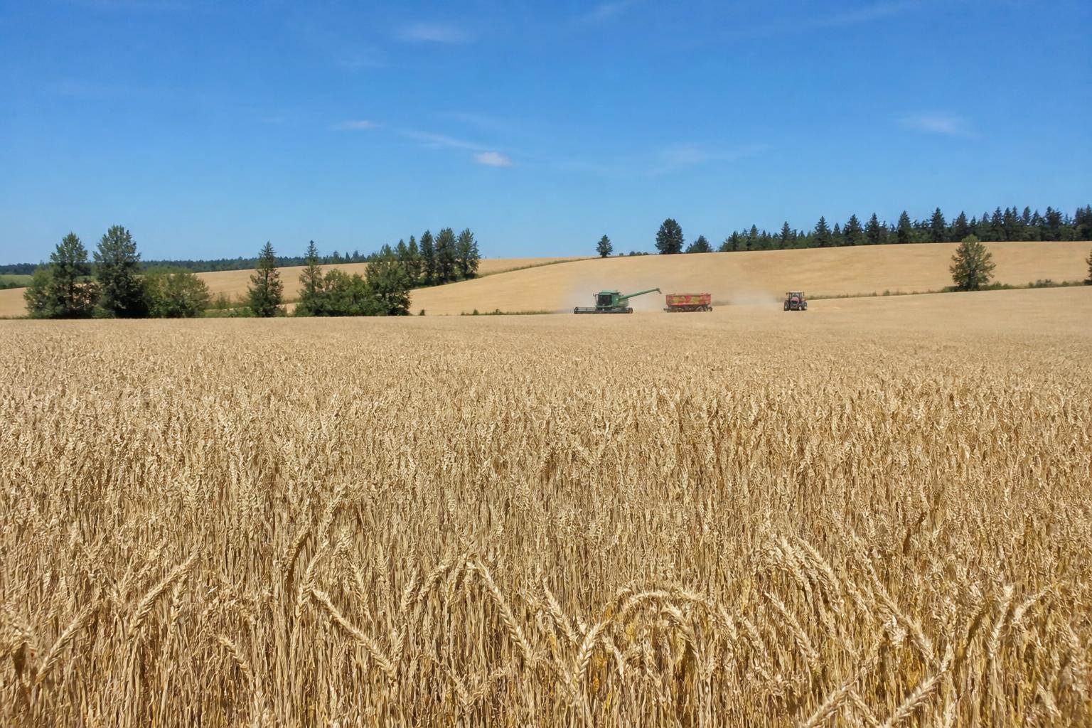 Oregon Grain Logistics and Milling Trends: A Mid-Summer Outlook - AgroPost
