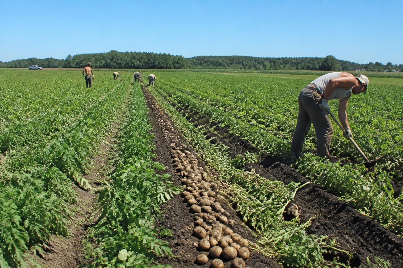 Market Pressures and Operational Headwinds Across Maine Agriculture - AgroPost