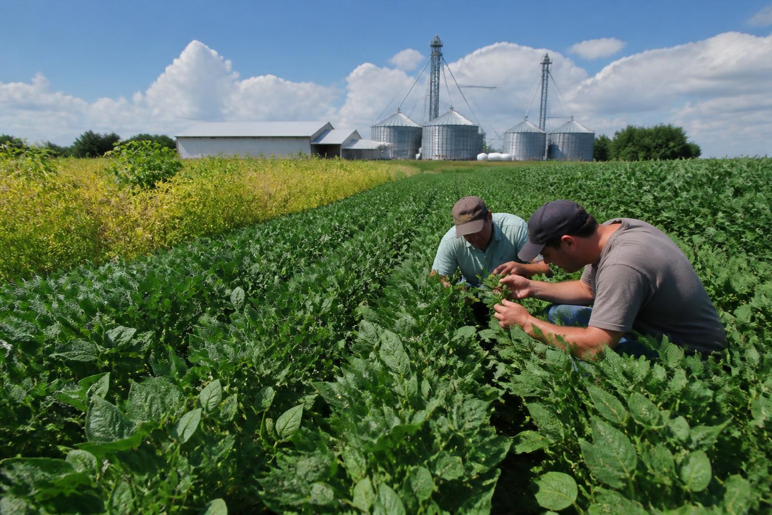Summer Input Dynamics and Operational Shifts for Nevada Producers