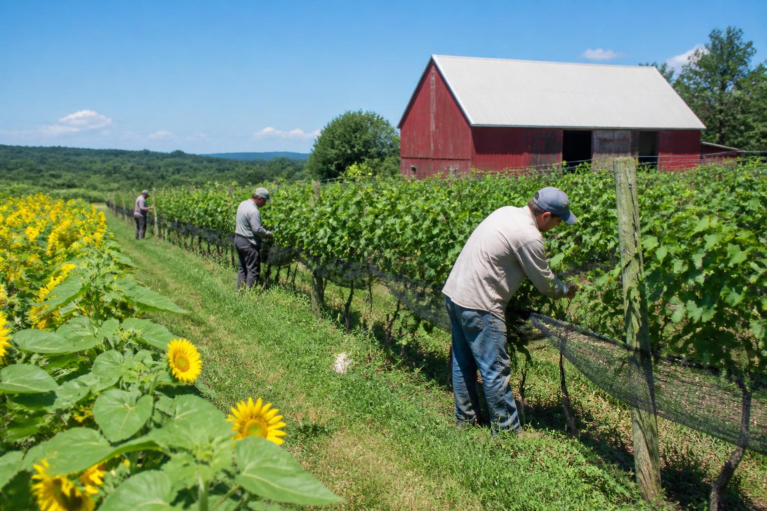 Pennsylvania Agricultural Protection: Navigating Land Preservation and Input Costs - AgroPost