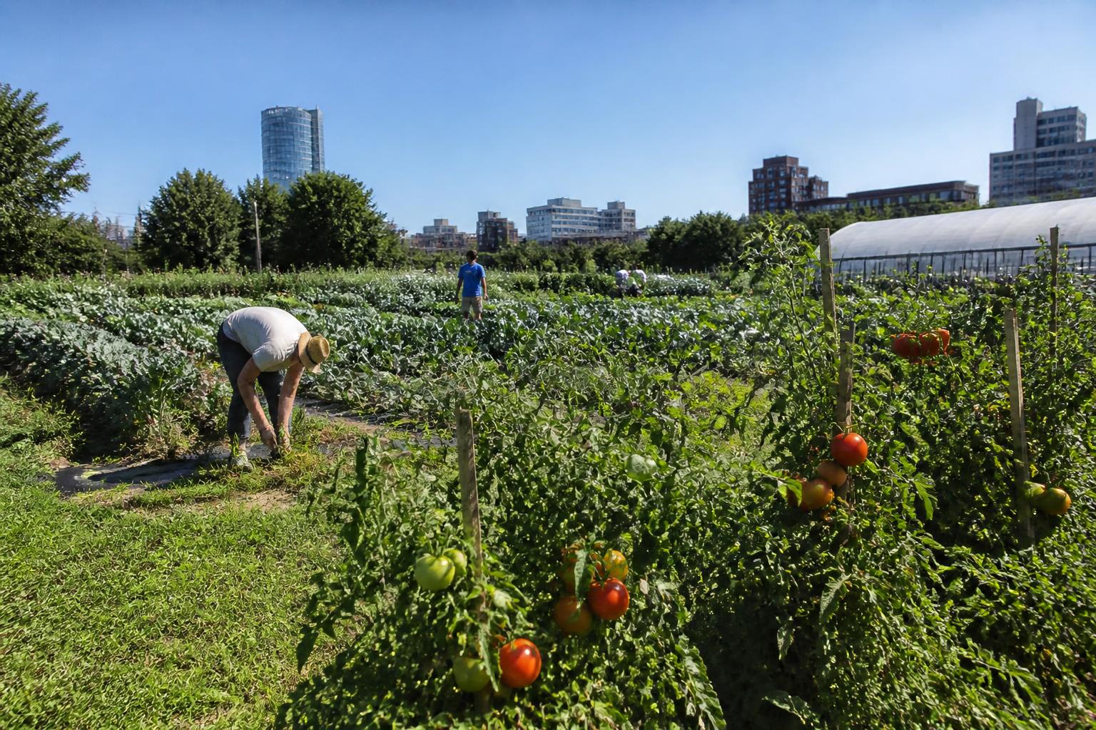 New York Crop Protection Alert: Addressing Emerging Disease and Pest Pressures