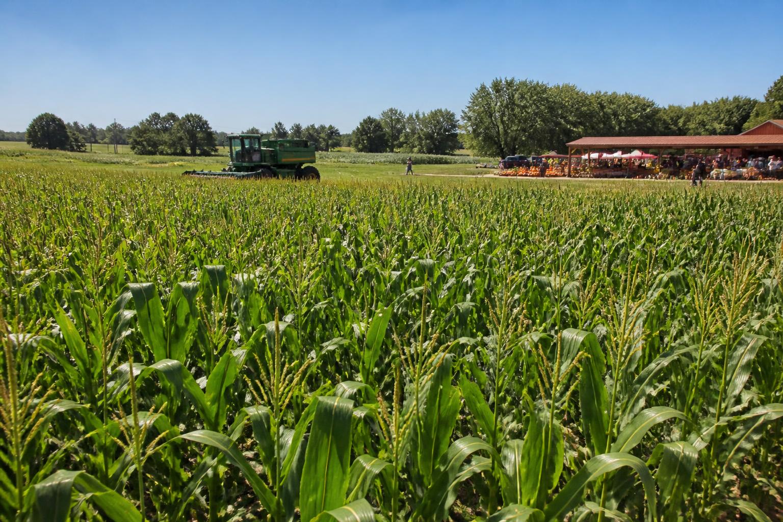 Illinois Producers Evaluate Input Shifts Amid Competitive Global Market Trends