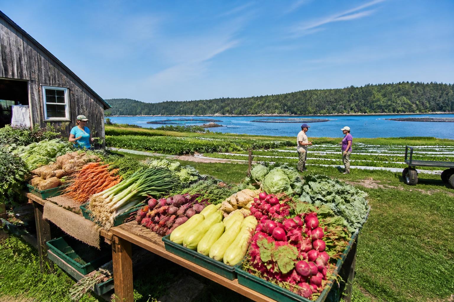 Maine Agriculture Navigates Mid-Summer Operational Pressures - AgroPost