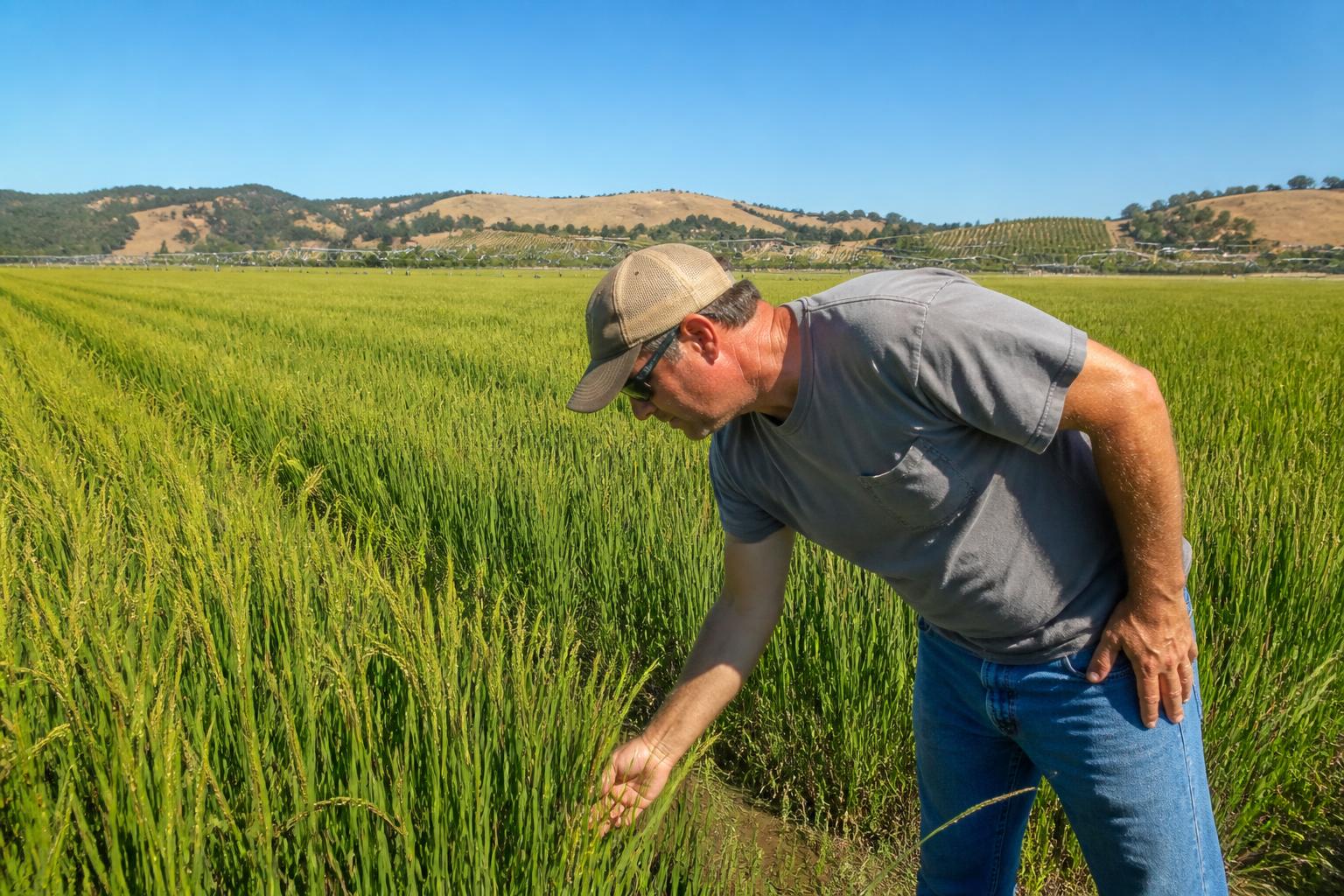 California Producer Outlook: Managing Rising Input Costs and Seasonal Pressures