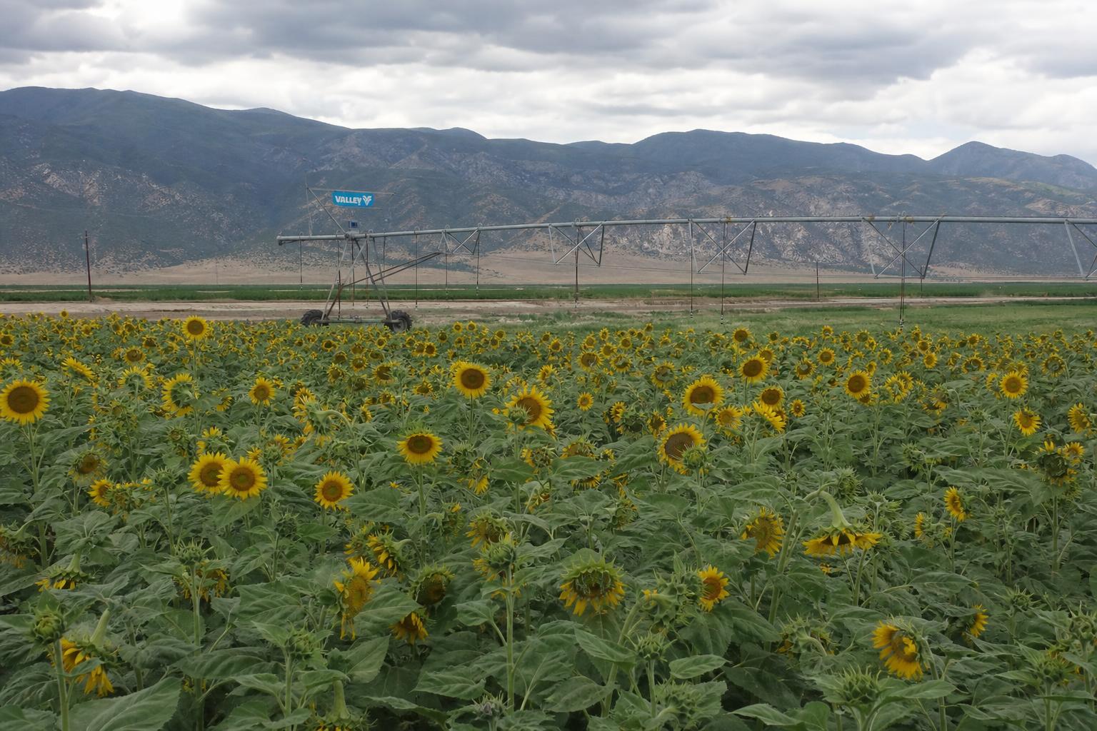 Utah Ag Transport: Expanding Transload Networks and Inland Port Projects Boost Summer Logistics - AgroPost