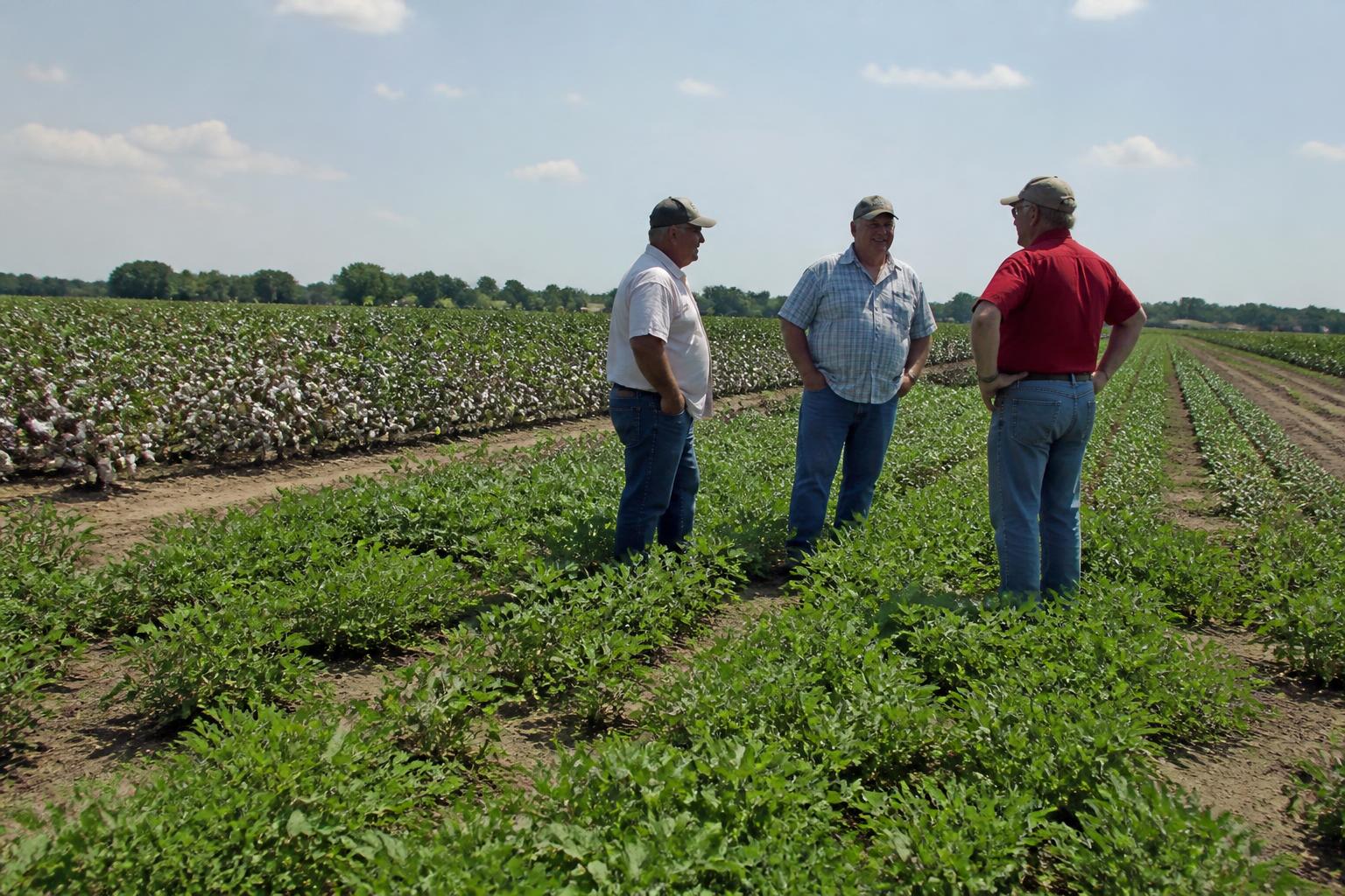 Alabama Planting and Leadership Updates: A Mid-Season Market Perspective - AgroPost