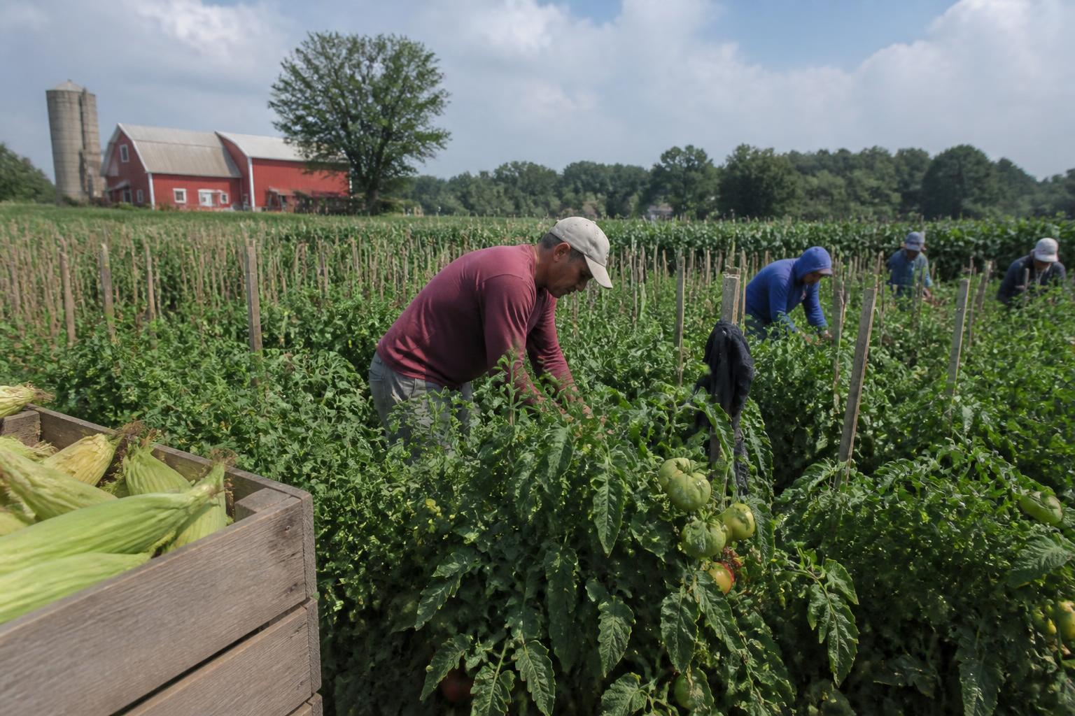New Jersey Agricultural Outlook: Balancing Growth and Infrastructure Pressure - AgroPost