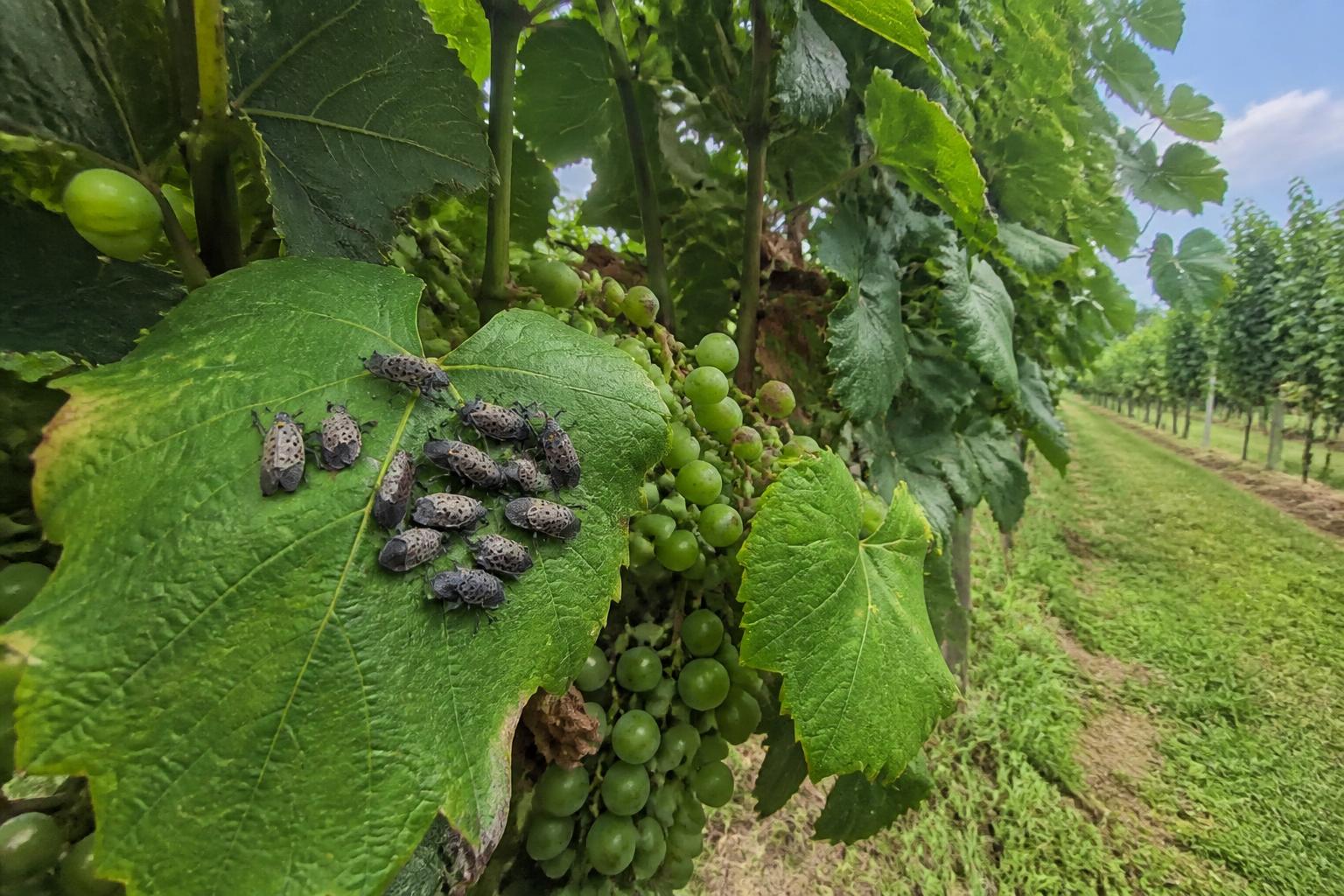 Monitoring Spotted Lanternfly Pressures in Delaware Crop Fields - AgroPost