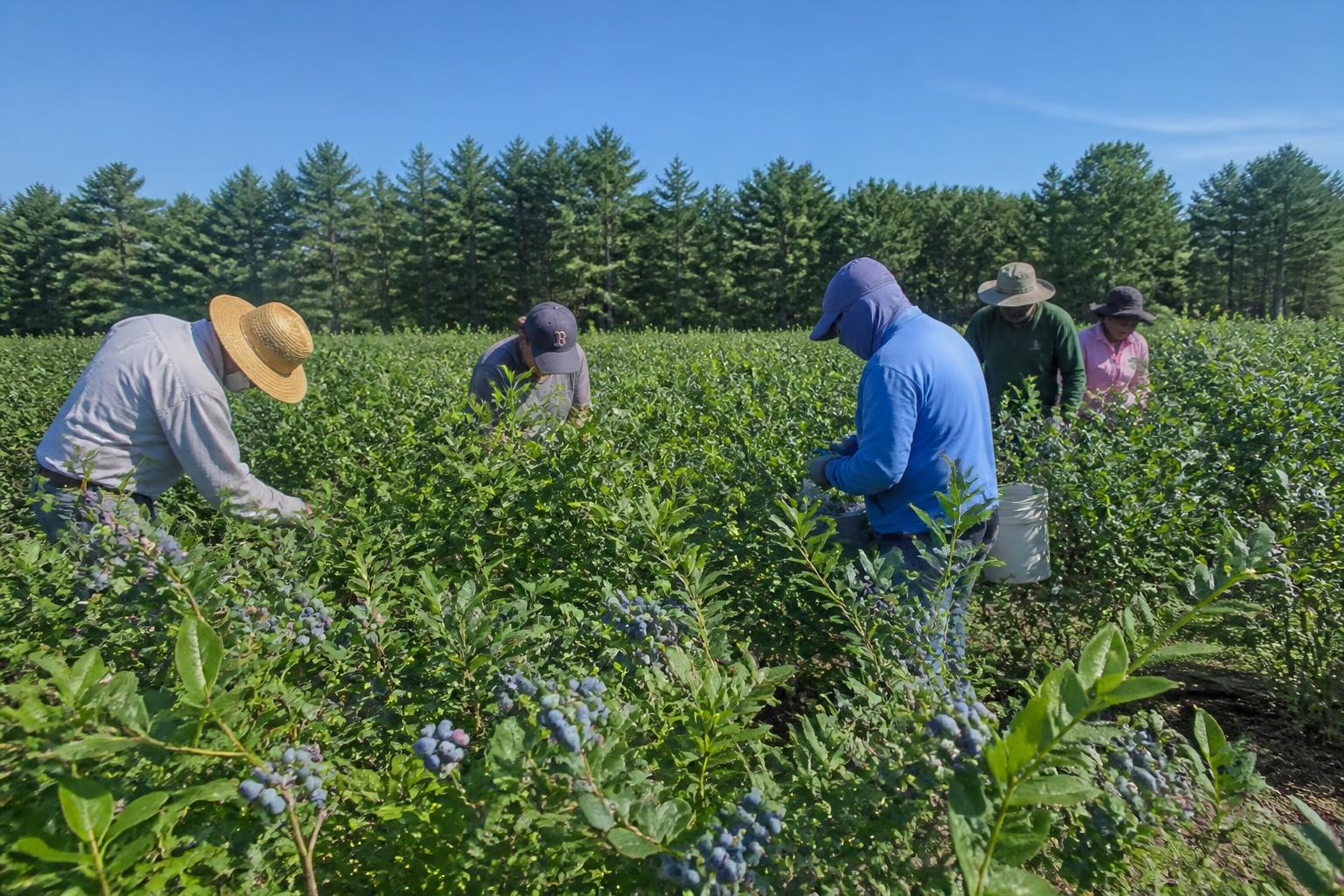 Navigating Regulatory and Operational Shifts in Maine Agriculture