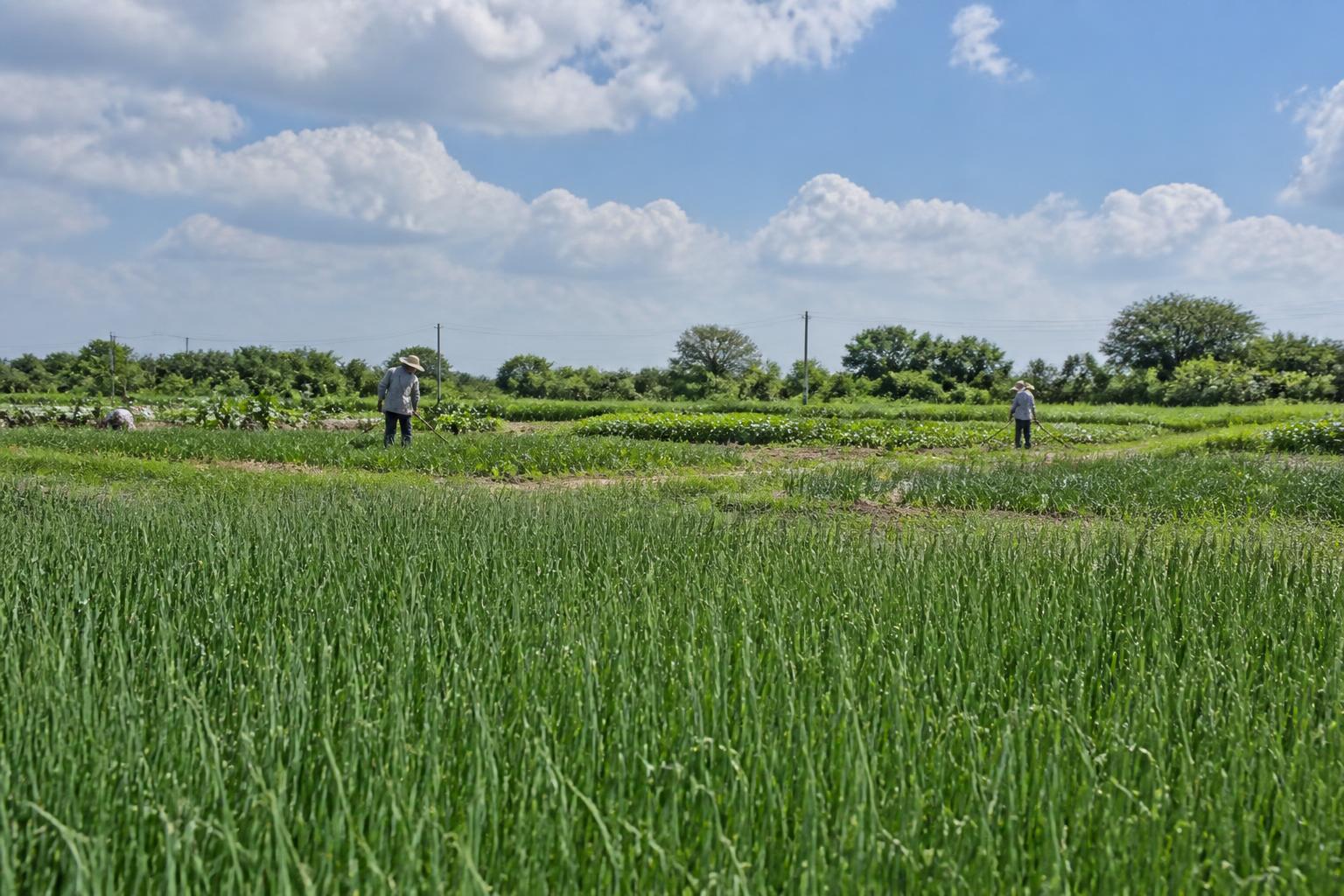 Navigating South Texas Logistics: Protecting Assets Amid Seasonal Flood Risks - AgroPost