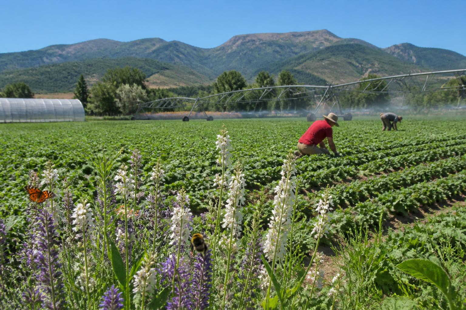 Navigating Regulatory and Operational Shifts in Colorado Agriculture
