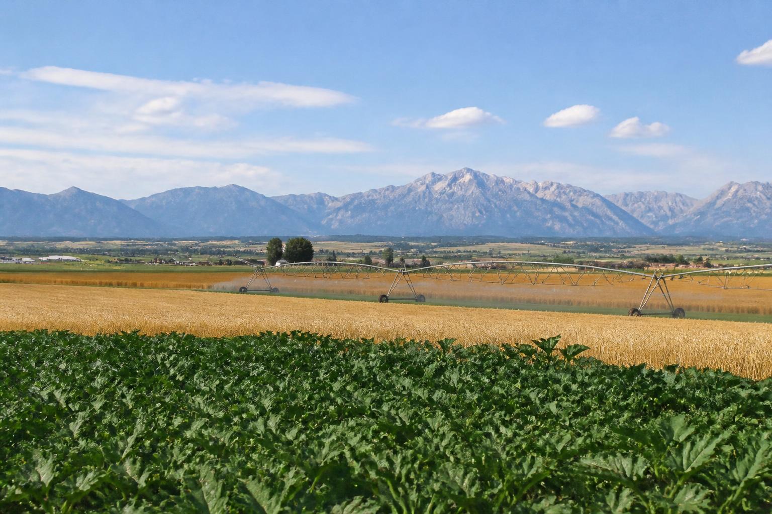 Idaho Ag Logistics: Efficiency Gains and Infrastructure Outlook for Summer Harvest - AgroPost