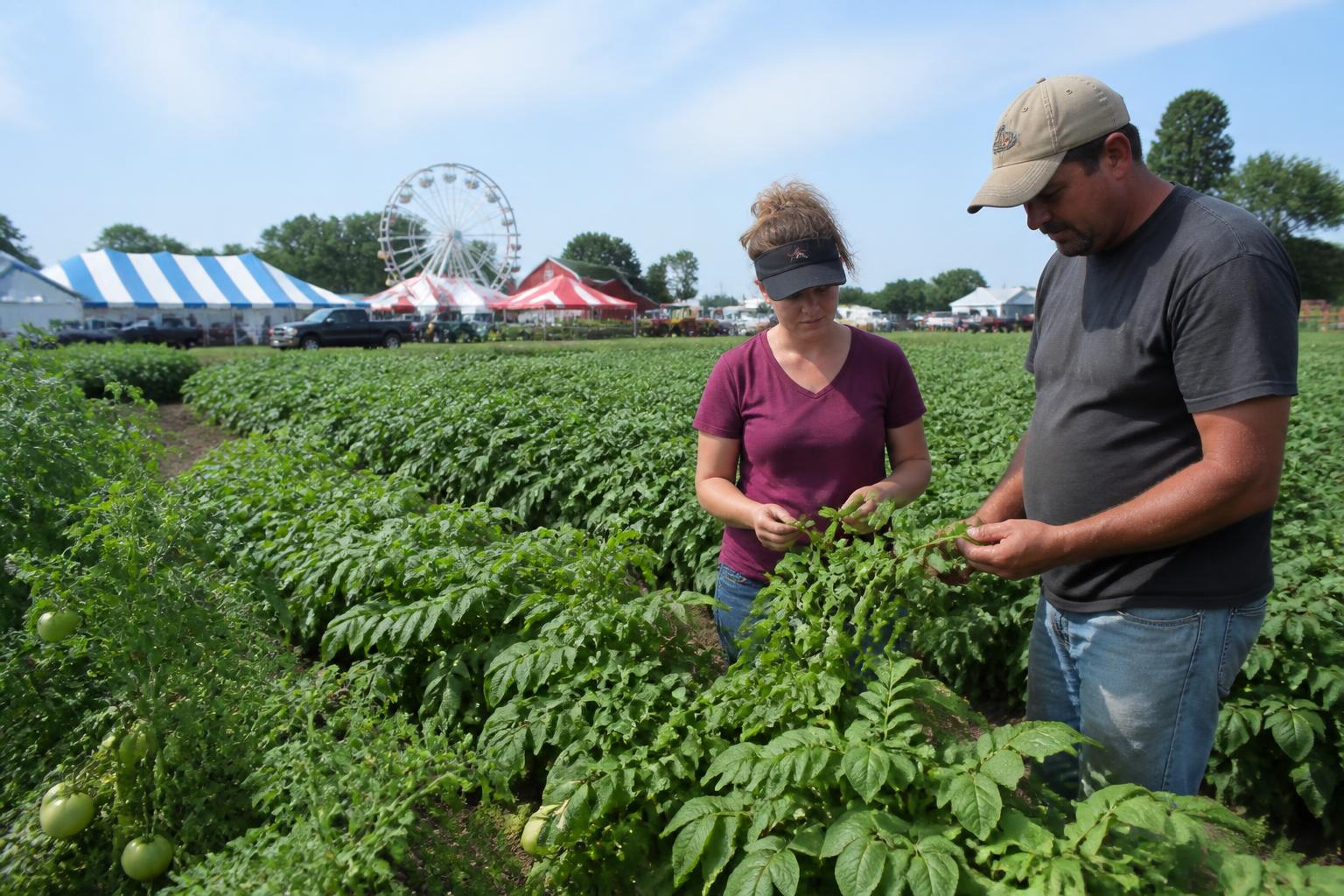 New York Crop Protection Outlook: Managing Late-Season Pressures - AgroPost