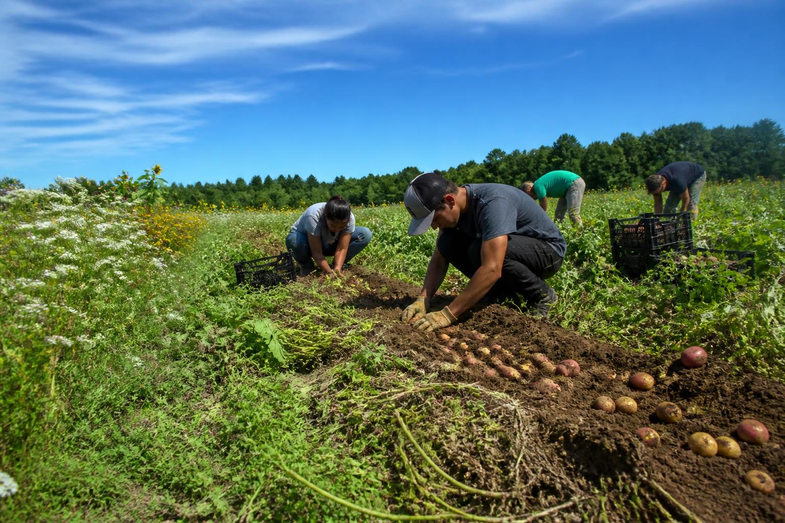 Wisconsin Fertilizer Outlook: Late-Summer Shifts and Operational Considerations