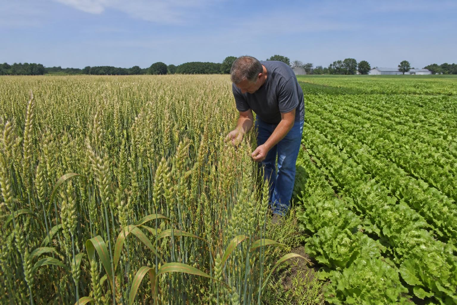 Managing Michigan Field Protection: Responding to Stripe Rust and Seasonal Input Risks - AgroPost