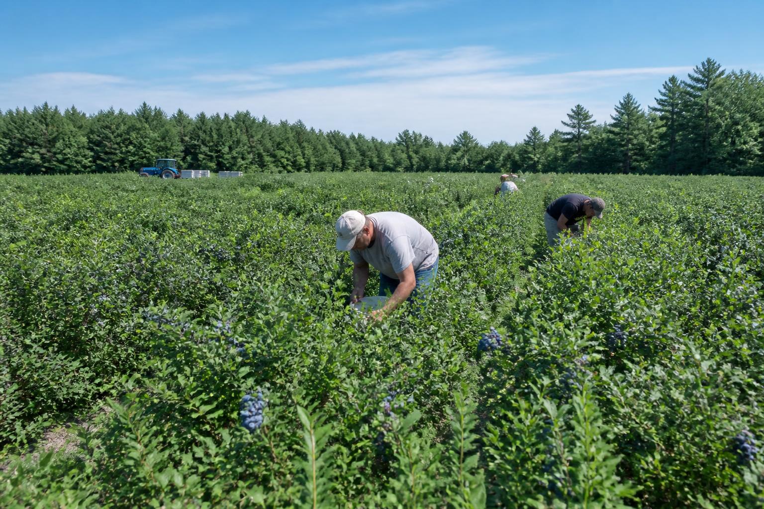 Securing the Future: Land Protection and Growth in Maine's Ag Economy - AgroPost