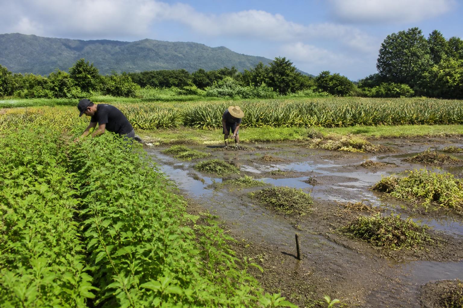 Hawaii Farmers Navigate Climate and Regulatory Pressures - AgroPost