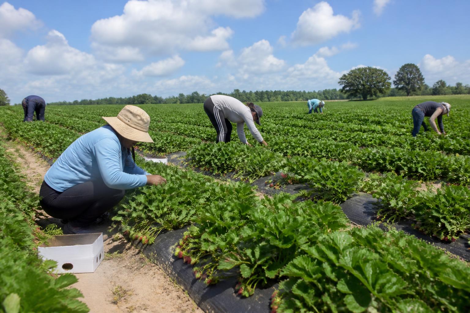 Navigating Late-Summer Logistics and Supply Chain Pressures in South Carolina - AgroPost