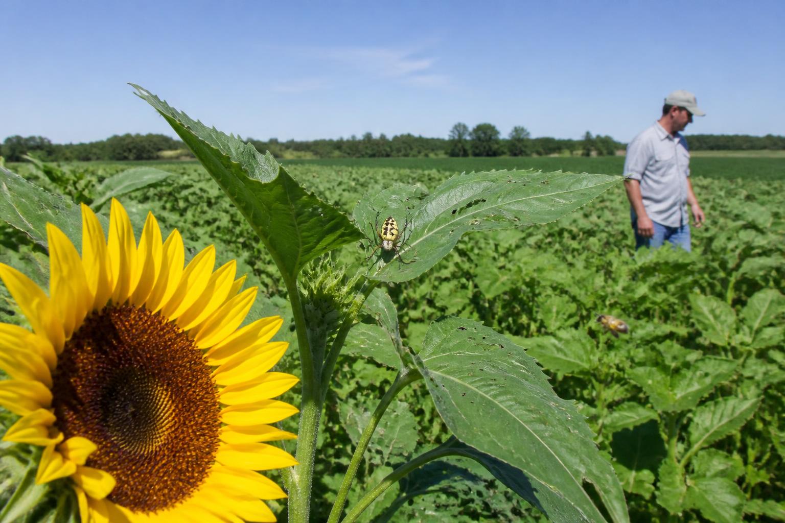 Strengthening Washington Crop Protection: Managing Invasive Pests and Biological Defense