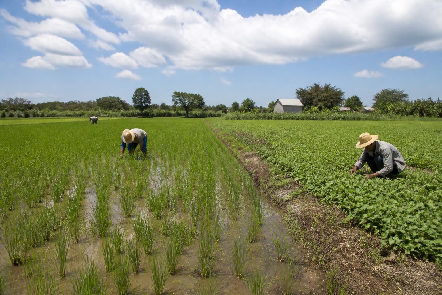 Global Fertilizer Supply Shocks Add Pressure to Florida Input Markets - AgroPost
