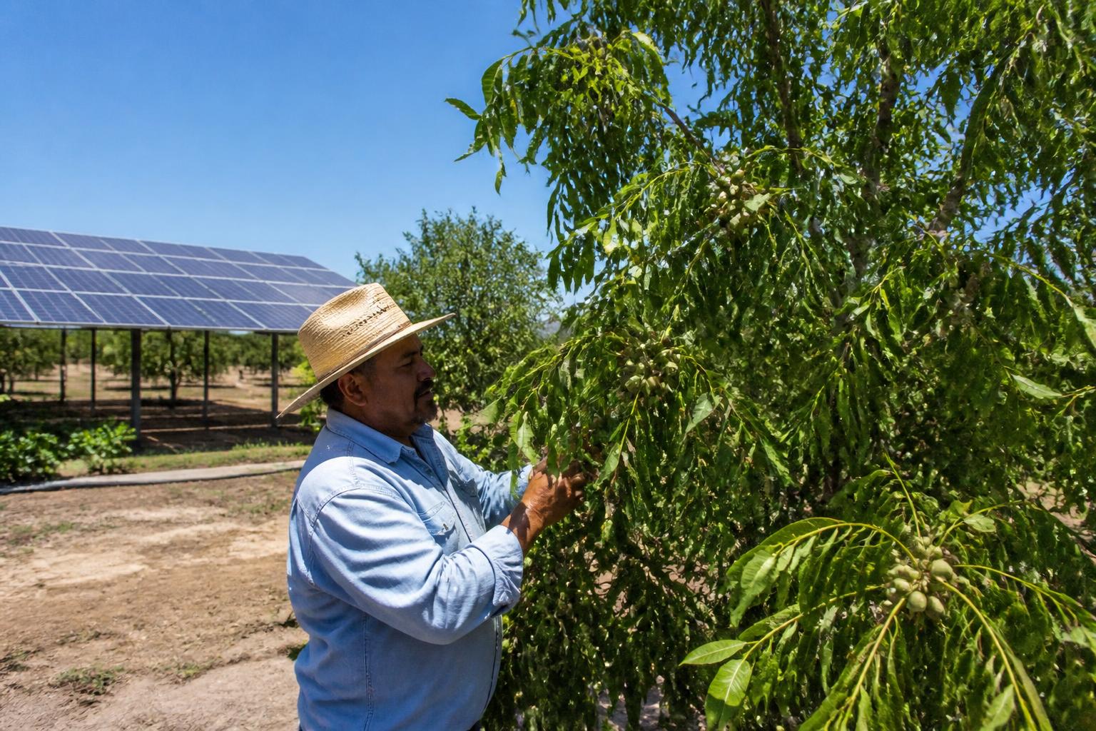 Arizona Agriculture: Resilience and Resource Management in the Heat - AgroPost