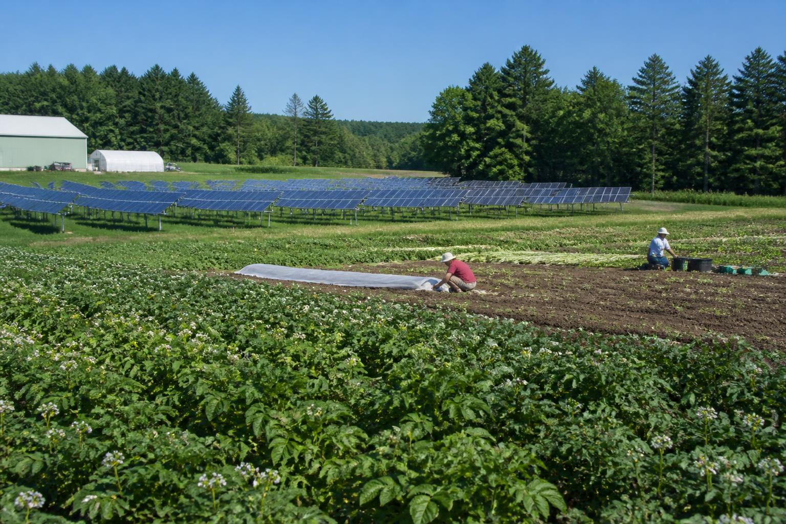 Maine Agriculture Navigates Production Shifts and Operational Realities - AgroPost