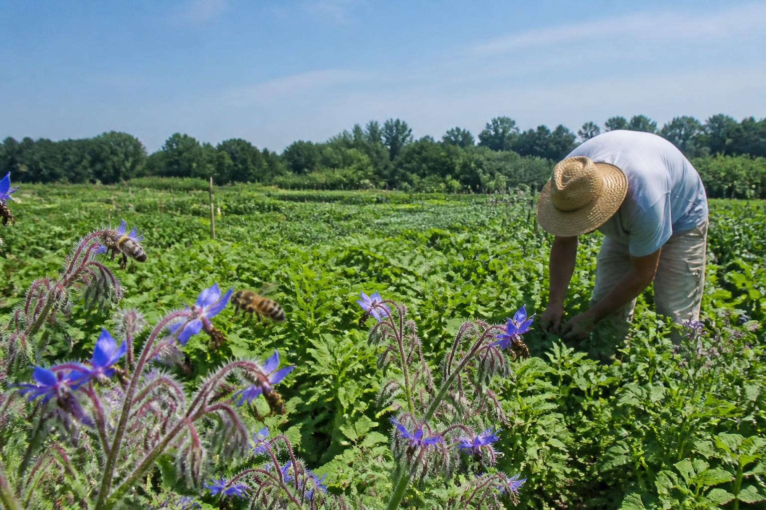 Mid-Season Protection: Managing Pests and Heat in New Jersey Fields - AgroPost