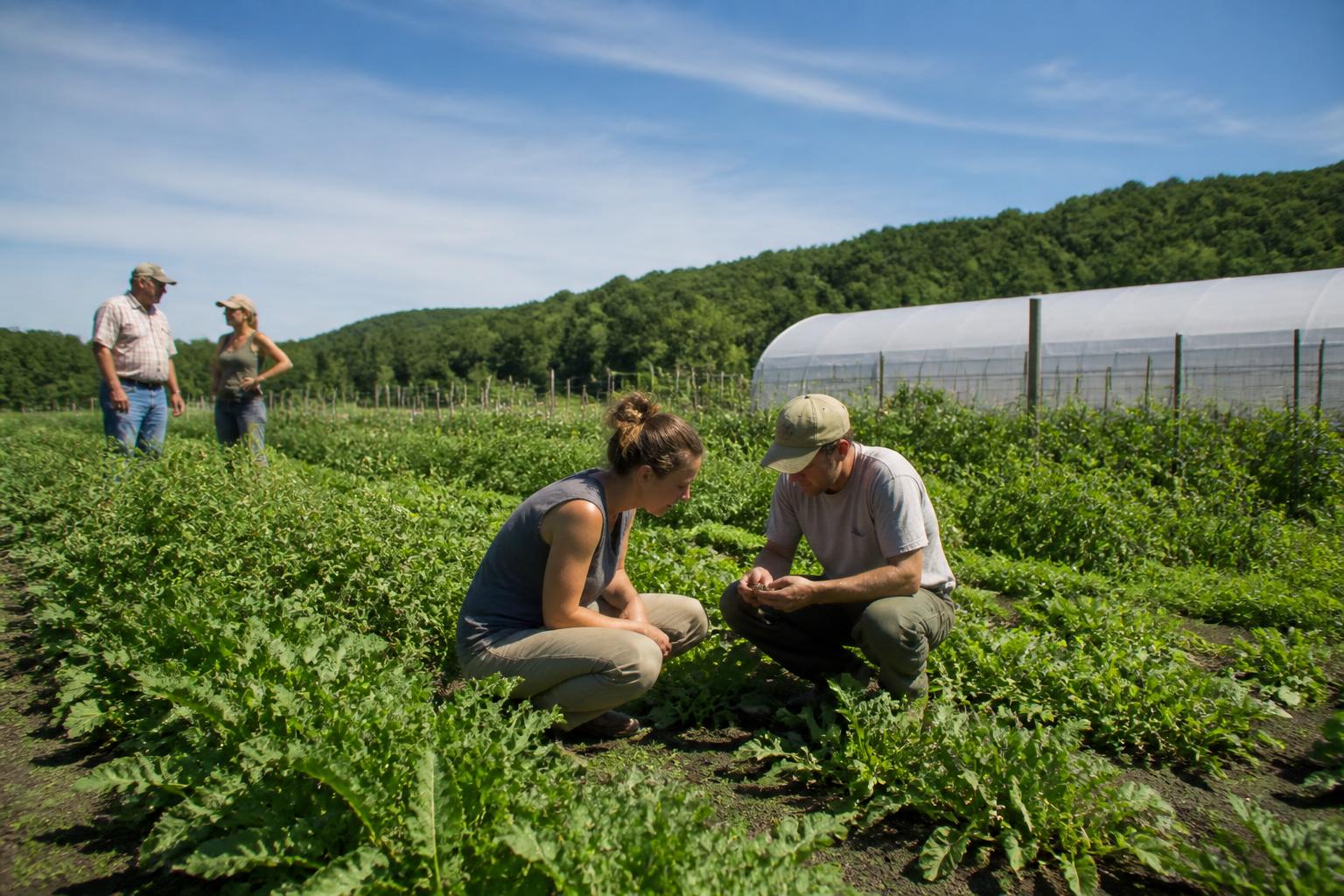 Vermont Farm Inputs: Assessing the Impact of Non-Treated Seed Shifts - AgroPost