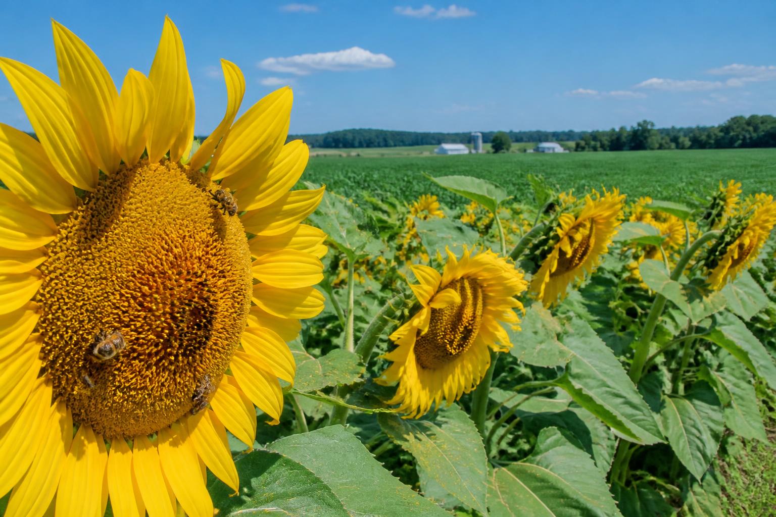 North Dakota Sunflower Producers Eye New Bee Vectoring Tech Trials