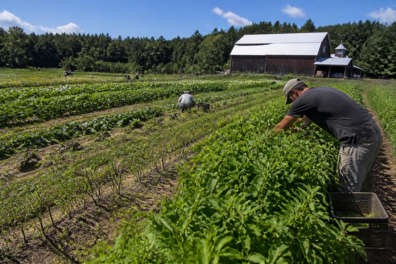 Strengthening New Hampshire's Local Food Supply: A Mid-Season Overview - AgroPost