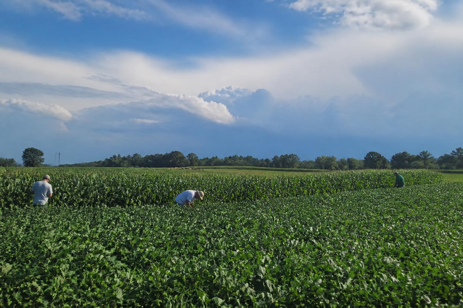 Georgia Water and Resource Outlook: Summer Management Shifts - AgroPost