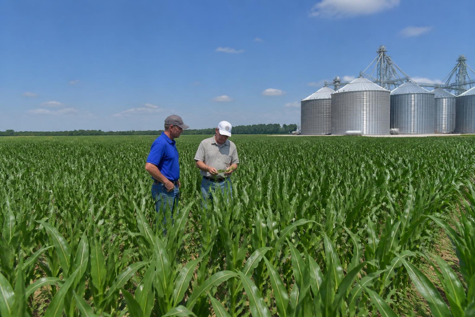 Indiana Agribusiness: Strengthening Infrastructure and Managing Crop Health Mid-Summer