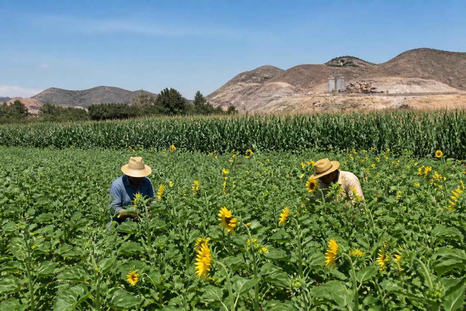 Arizona Fertilizer Market Outlook: Navigating Global Supply Uncertainties - AgroPost