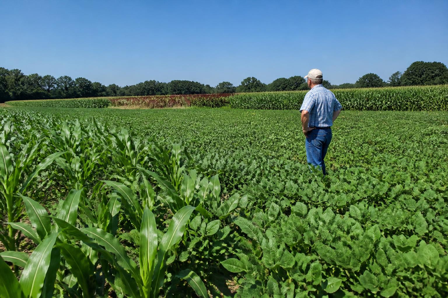 Strategic Grain Planning: Managing Input Supplies and Crop Diversity in South Carolina - AgroPost
