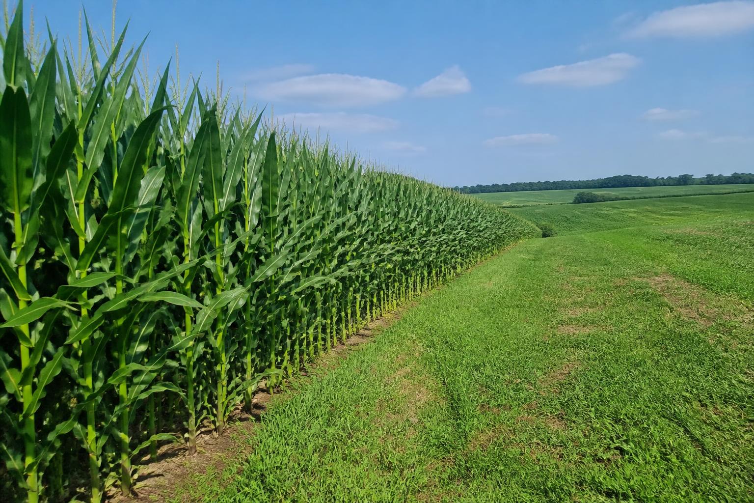 Navigating Operational Efficiency in North Carolina Crop Protection - AgroPost