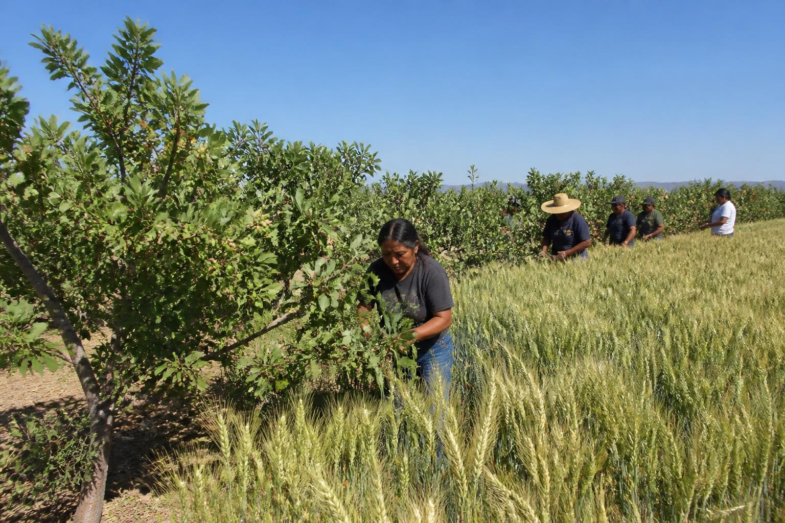 Arizona Ag Market Update: Water Efficiency and Specialty Crop Demand