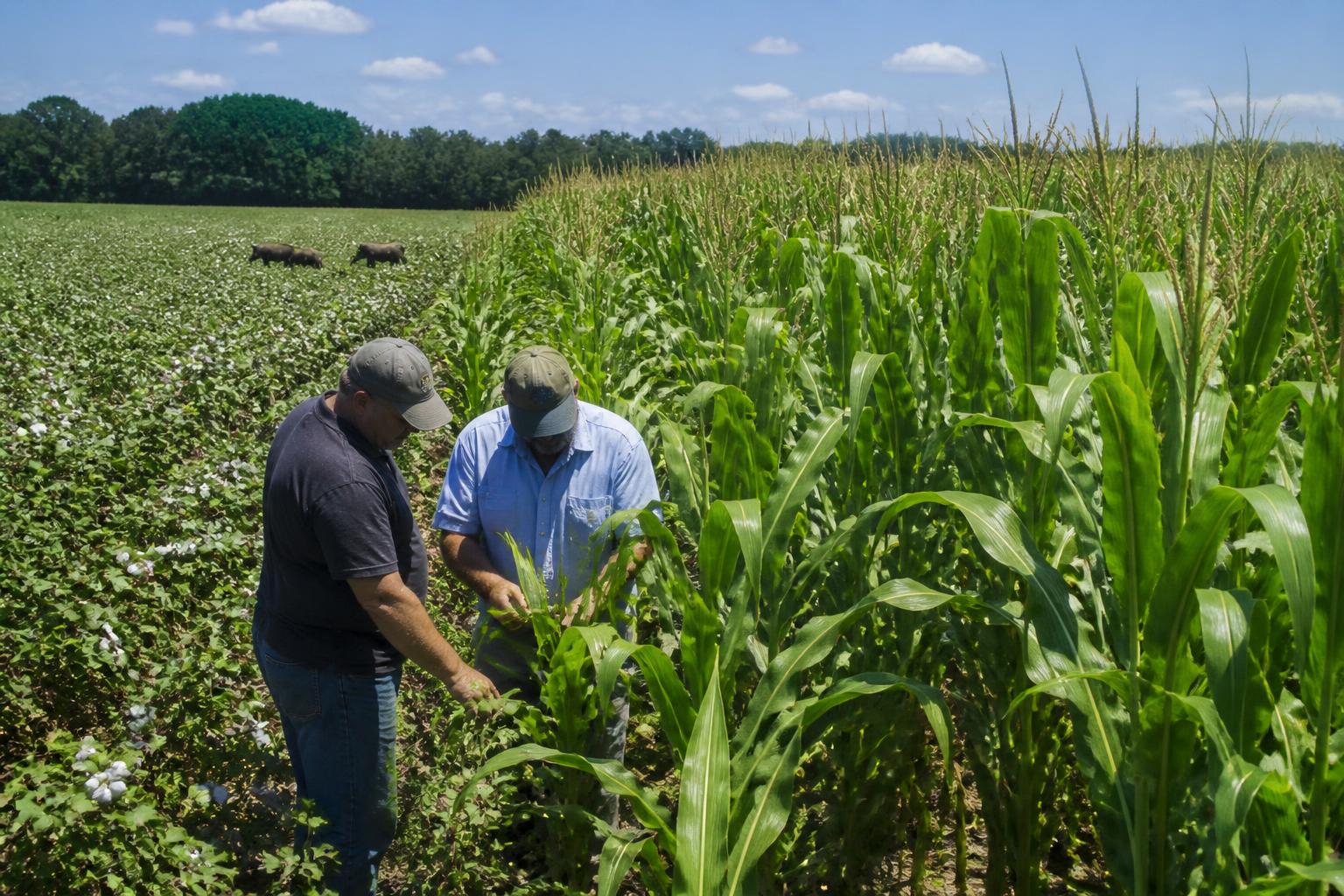 Alabama Grain and Crop Outlook: Managing Mid-Summer Field Challenges - AgroPost