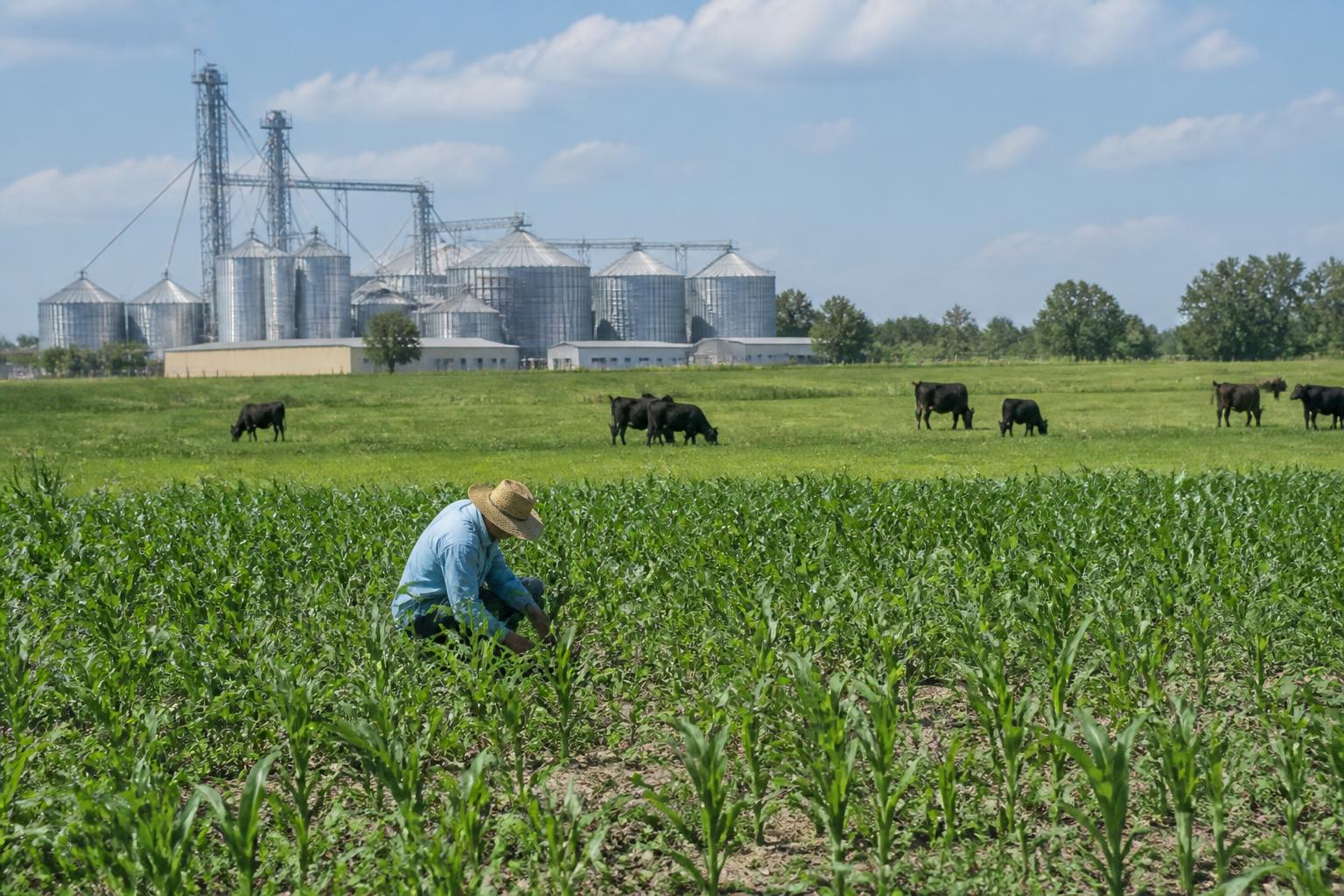 North Carolina Agribusiness Outlook: Balancing Production Stability and Input Access - AgroPost