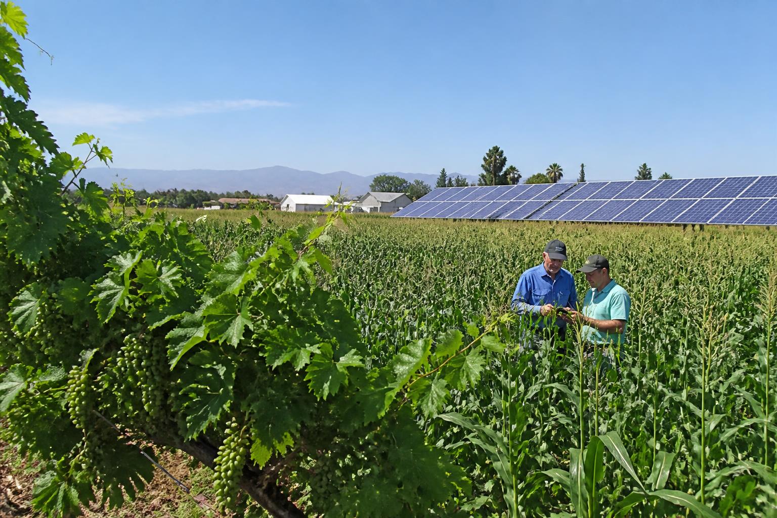 Arizona Growers Face New Pressures as Pest Resistance and Input Availability Evolve