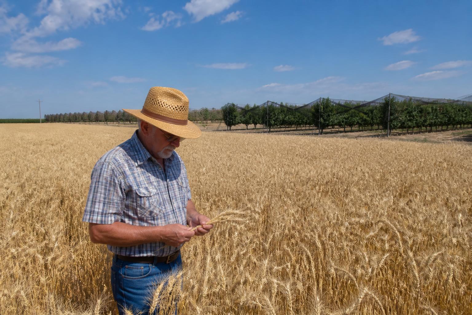 Navigating Wheat Market Volatility in Oklahoma - AgroPost